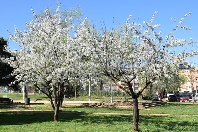 flowering fruit trees pictures