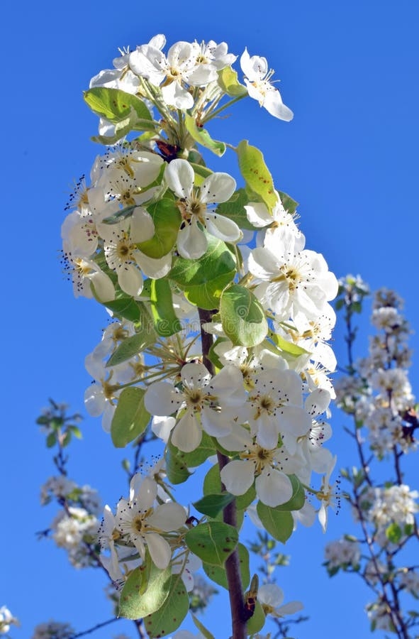 Flowering Of Fruit Trees Stock Photo Image Of Vegetation 180078700