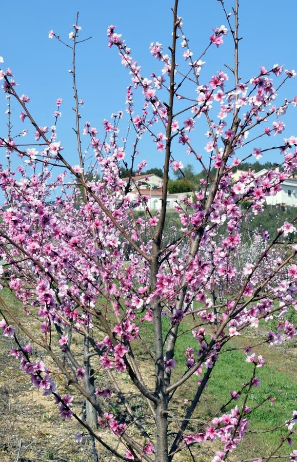 Flowering Of Fruit Trees Stock Photo Image Of Vegetation 180078700