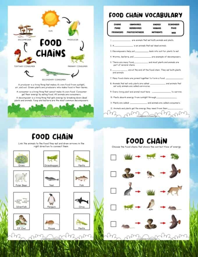 Food Chain Printable Activities Sexiezpix Web Porn