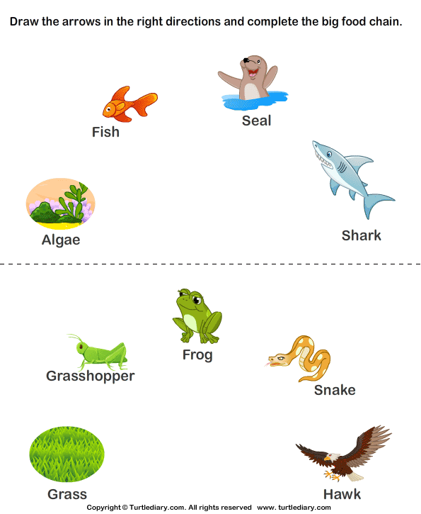 Food Chain Printable Activities