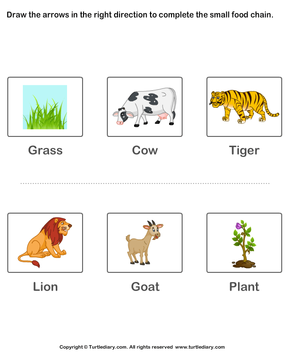 Food Chain Printable Worksheet Turtle Diary
