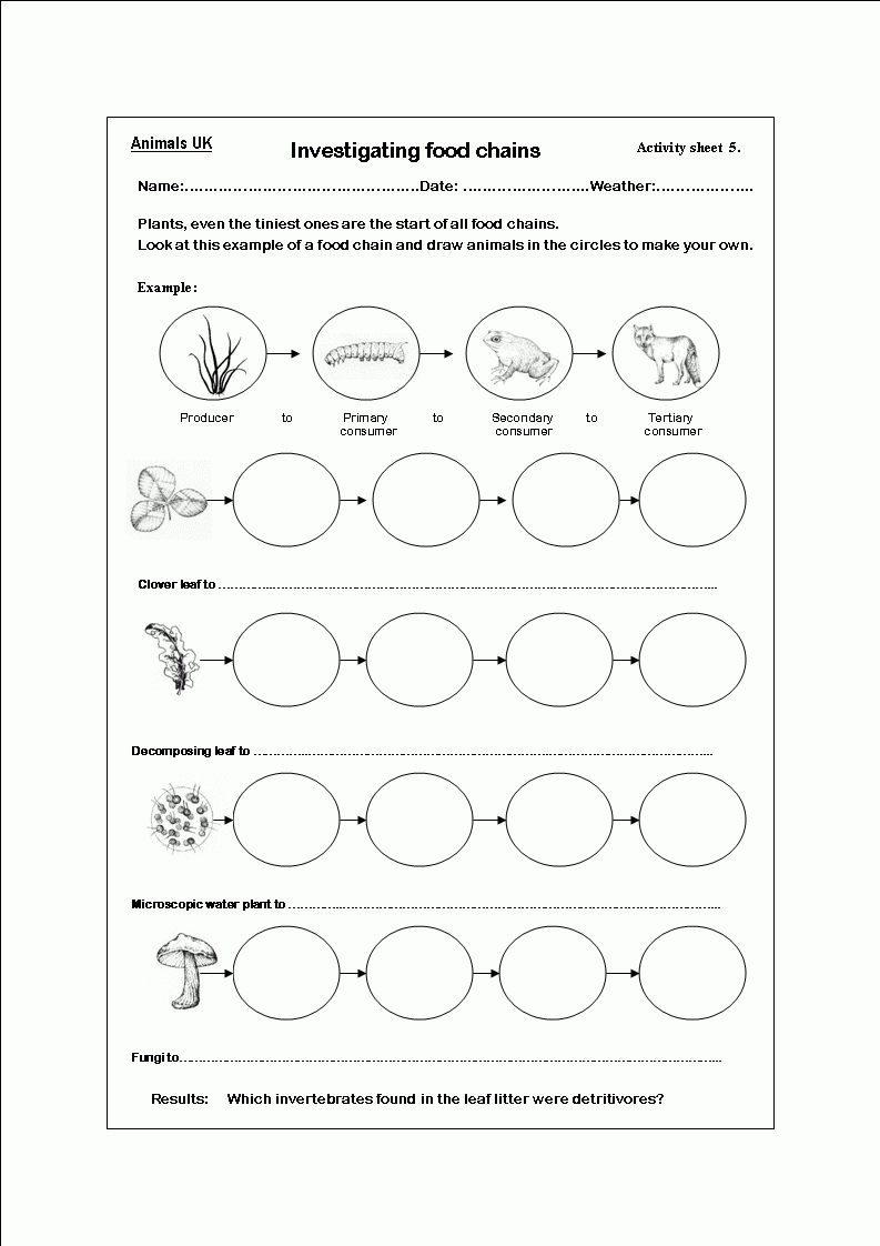 food chain printable pictures