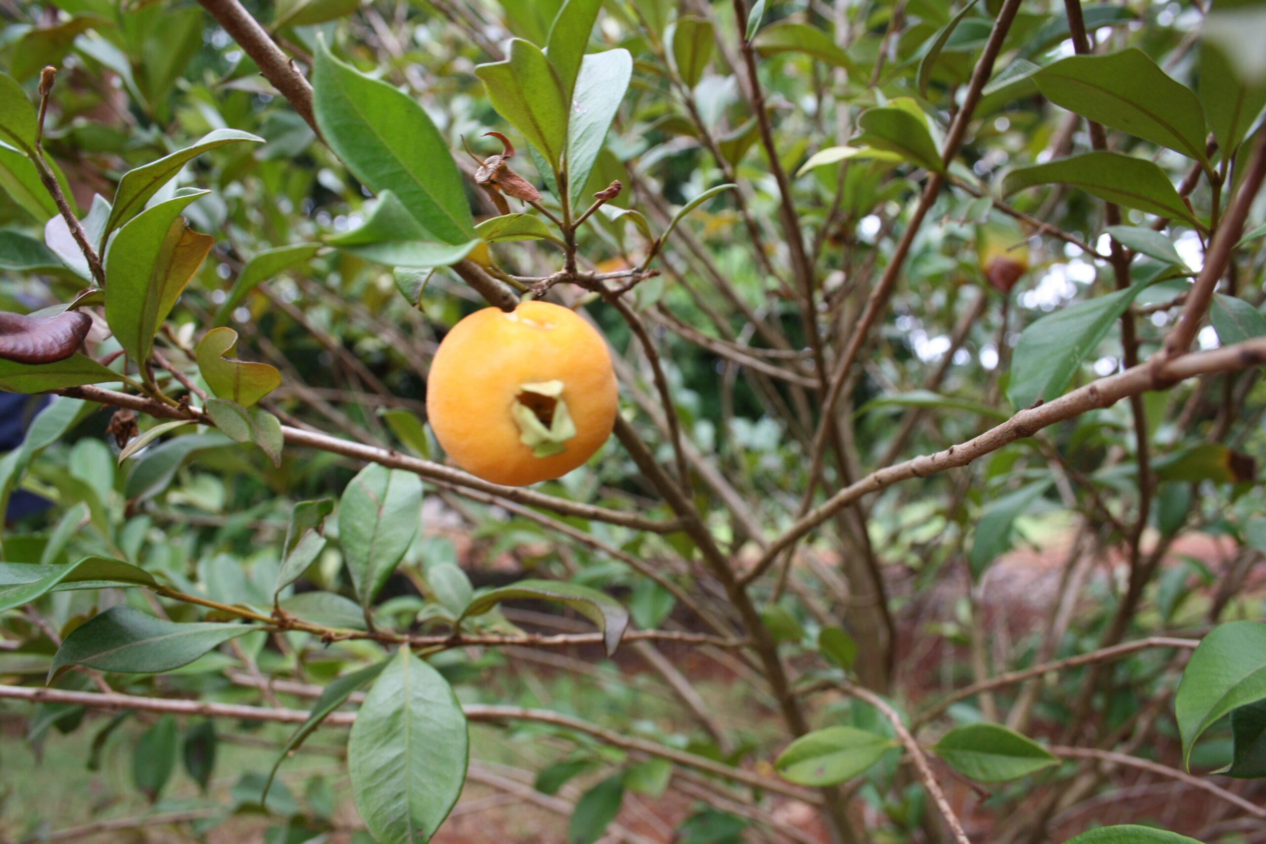 Forum Exotic Fruit Identification