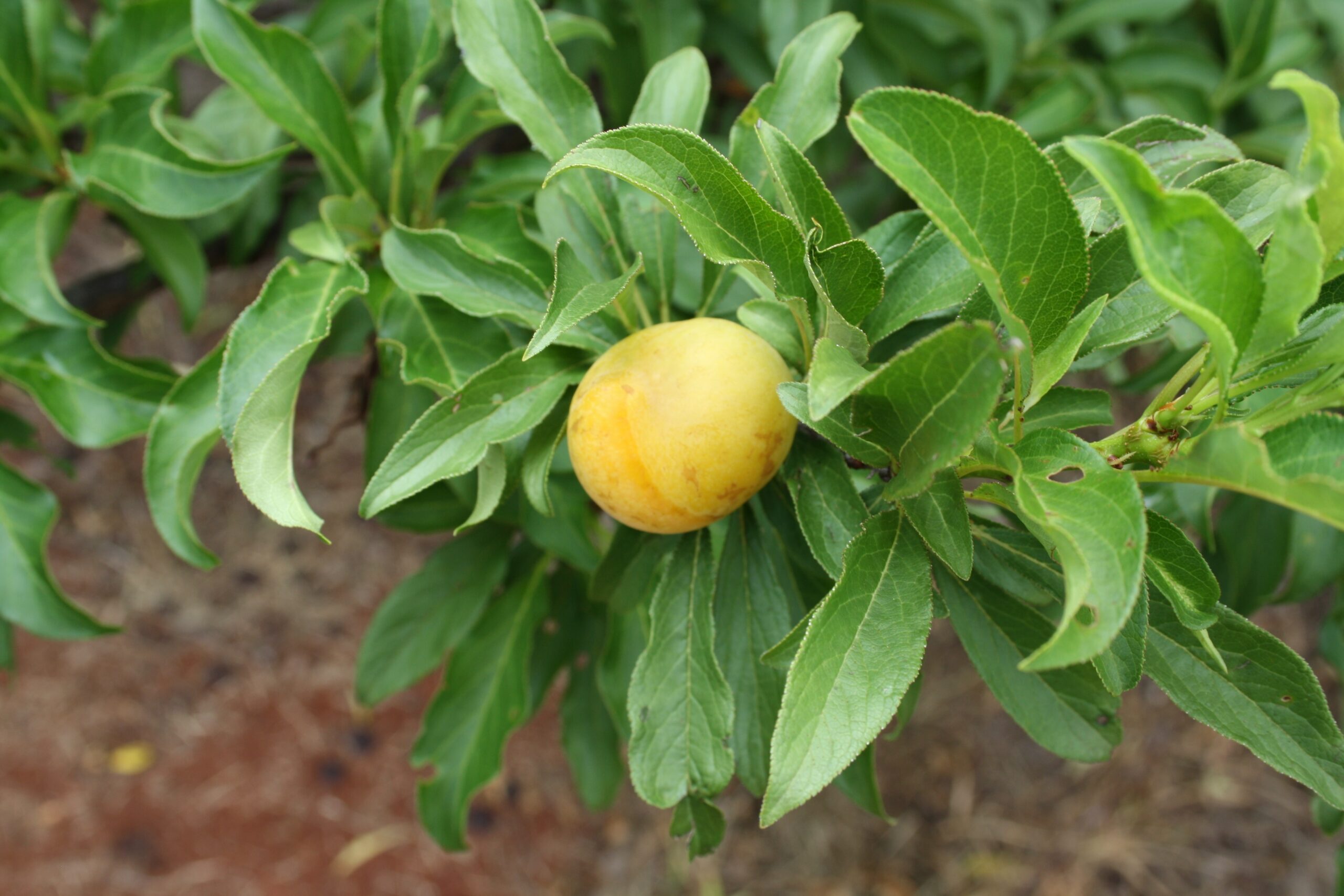 Forum Exotic Fruit Identification