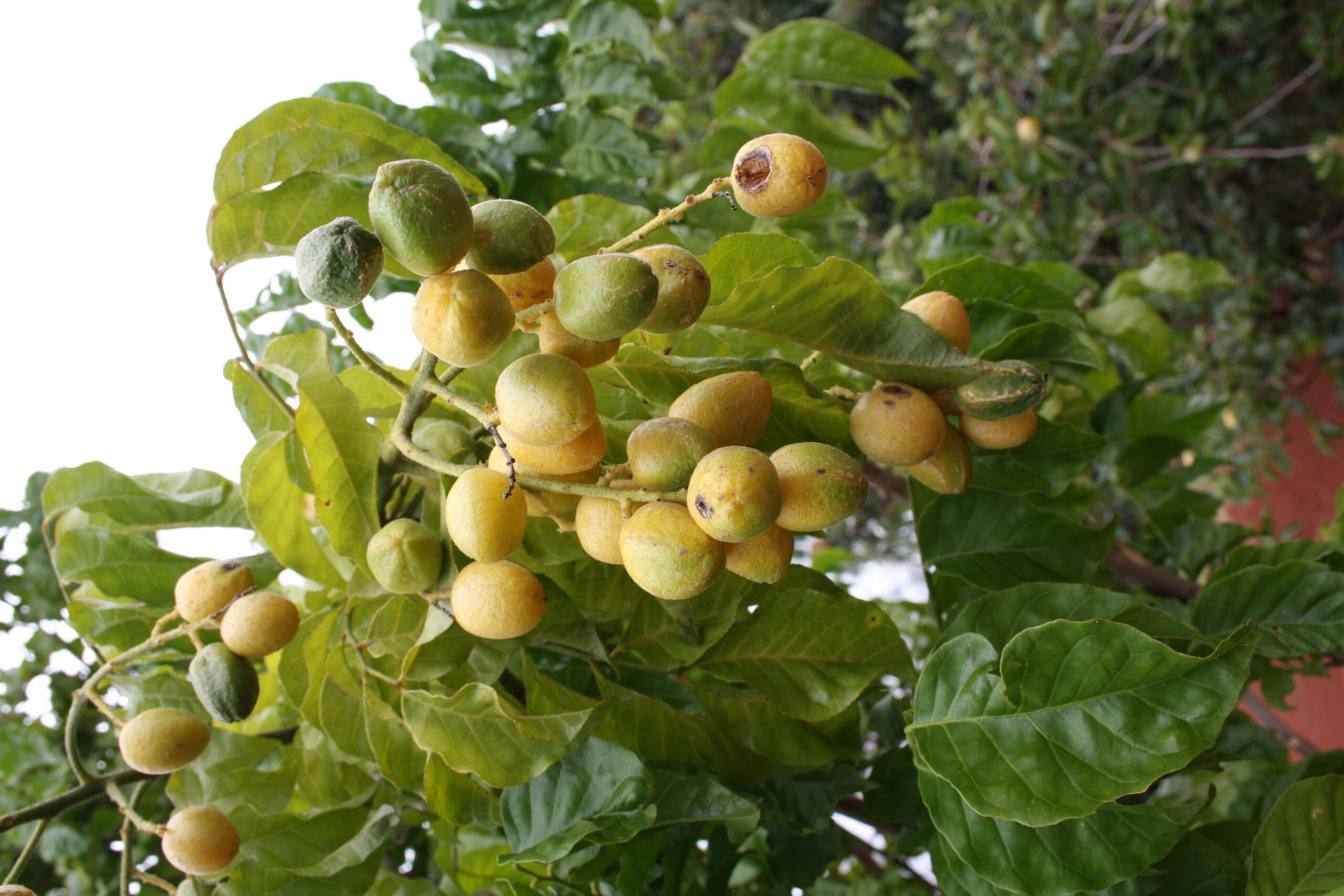 Forum Exotic Fruit Identification