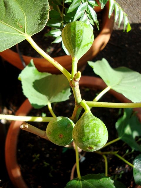 figs pictures dry fruit