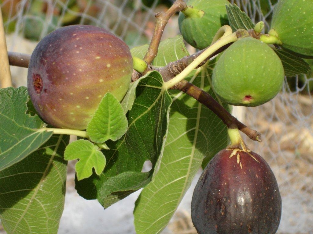 Forum Figs Dry Fruit