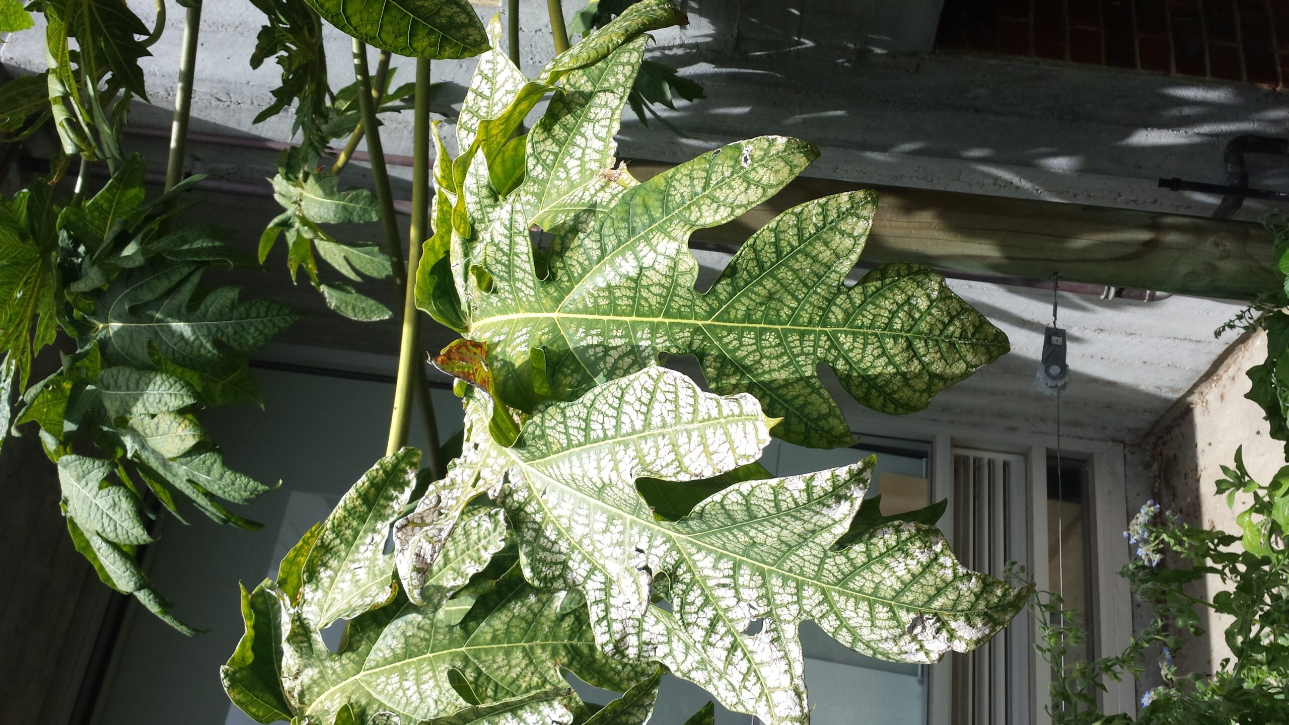 fruit tree pictures identification
