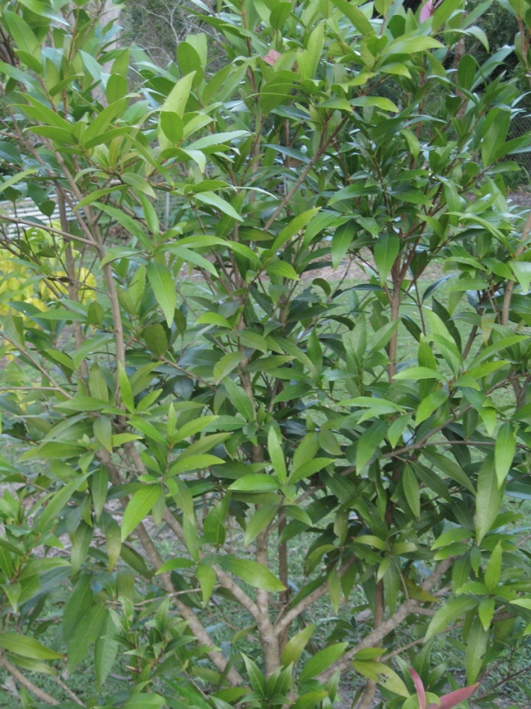 Forum Fruit Tree Identification