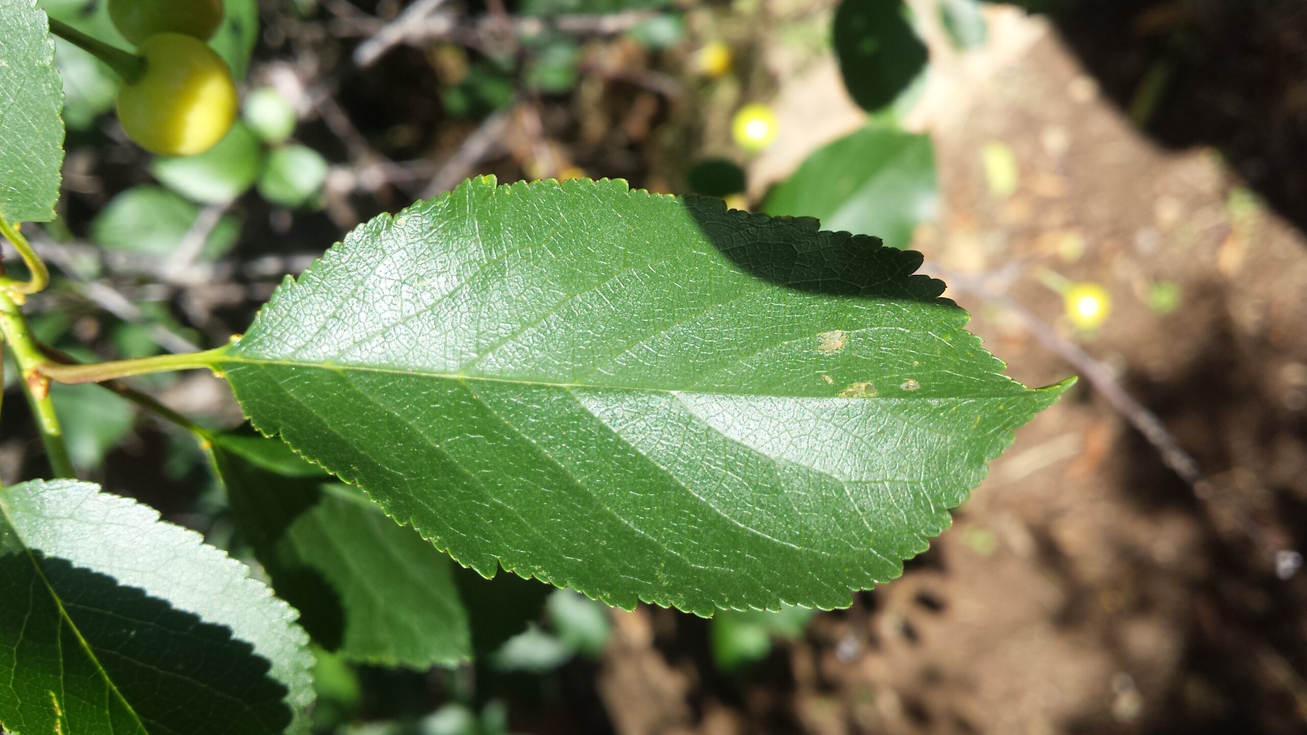 Forum Help Identify Fruit Tree