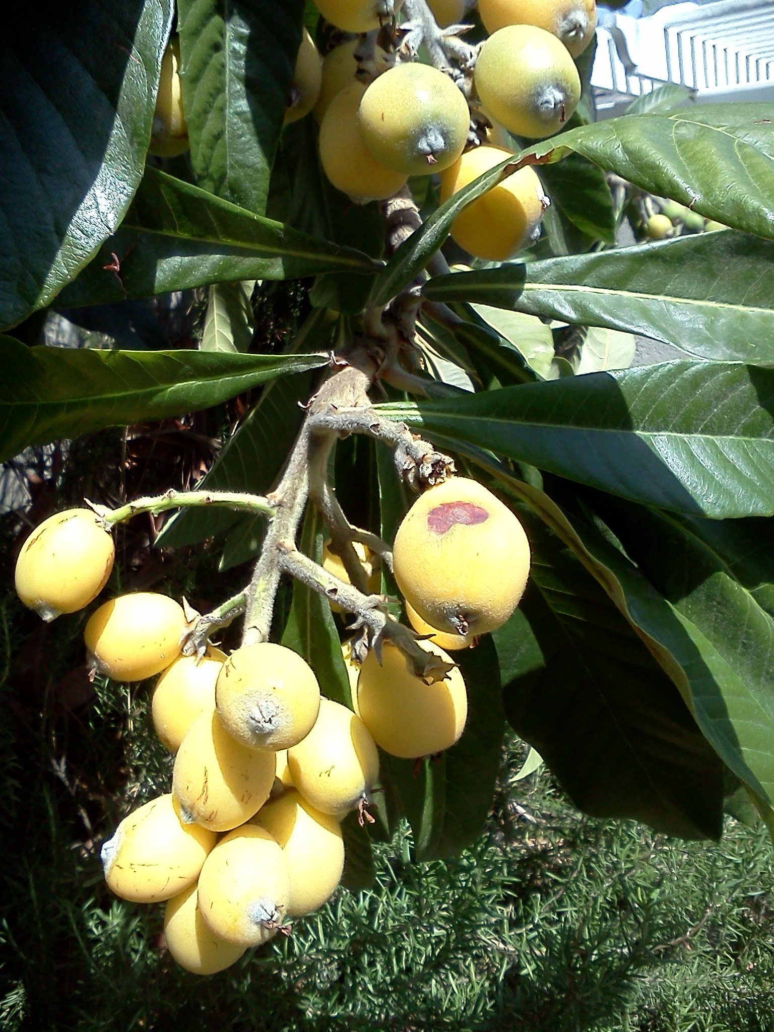 Forum Identify Fruit Tree