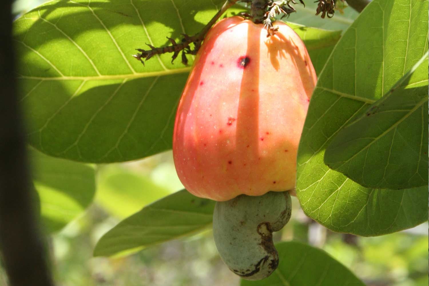 Free Cashew Nut Fruit Stock Photo FreeImages