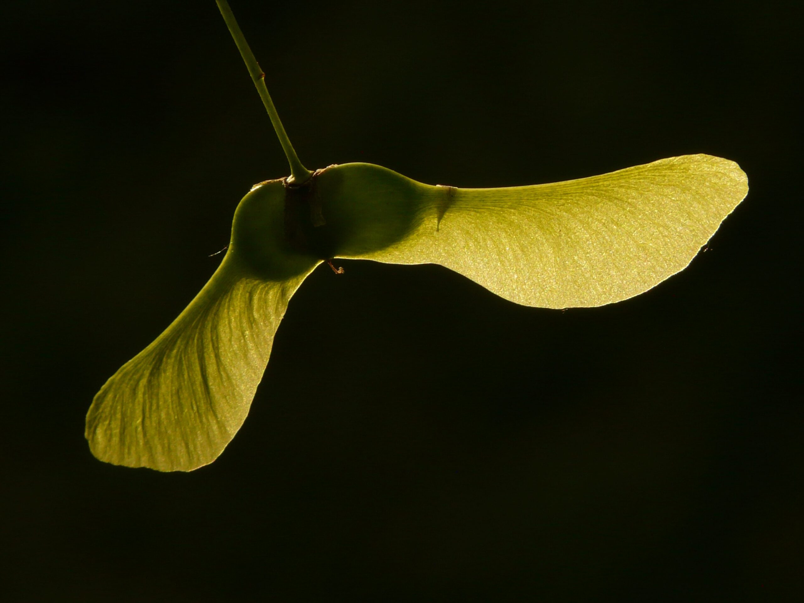 Free Images Maple Fruit Maple Tree 1