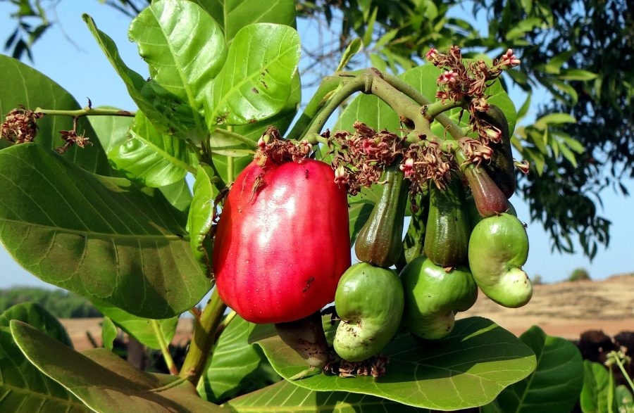 Free Picture Cashew Tree Cashew Fruit