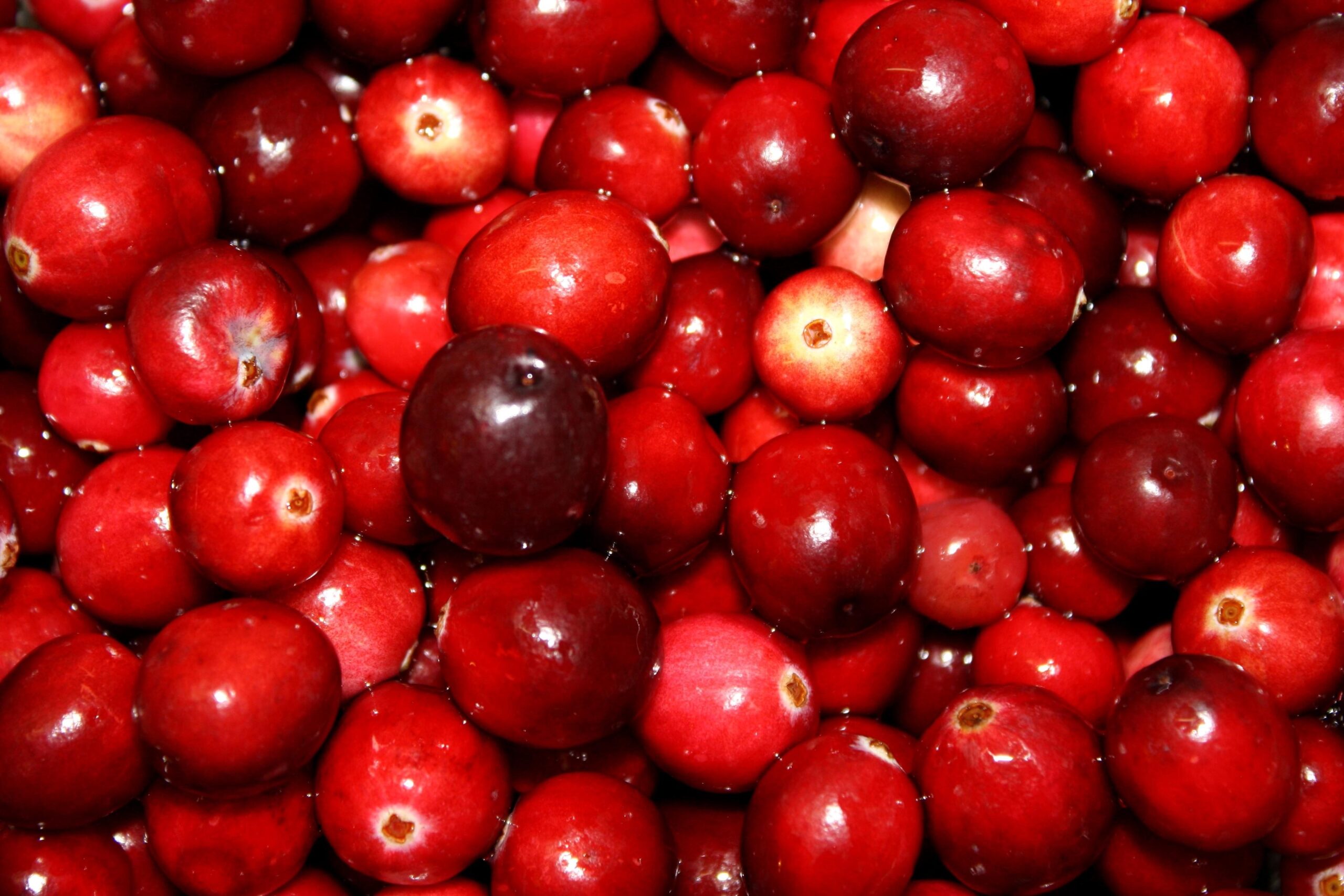 Free Picture Cranberries Fruit