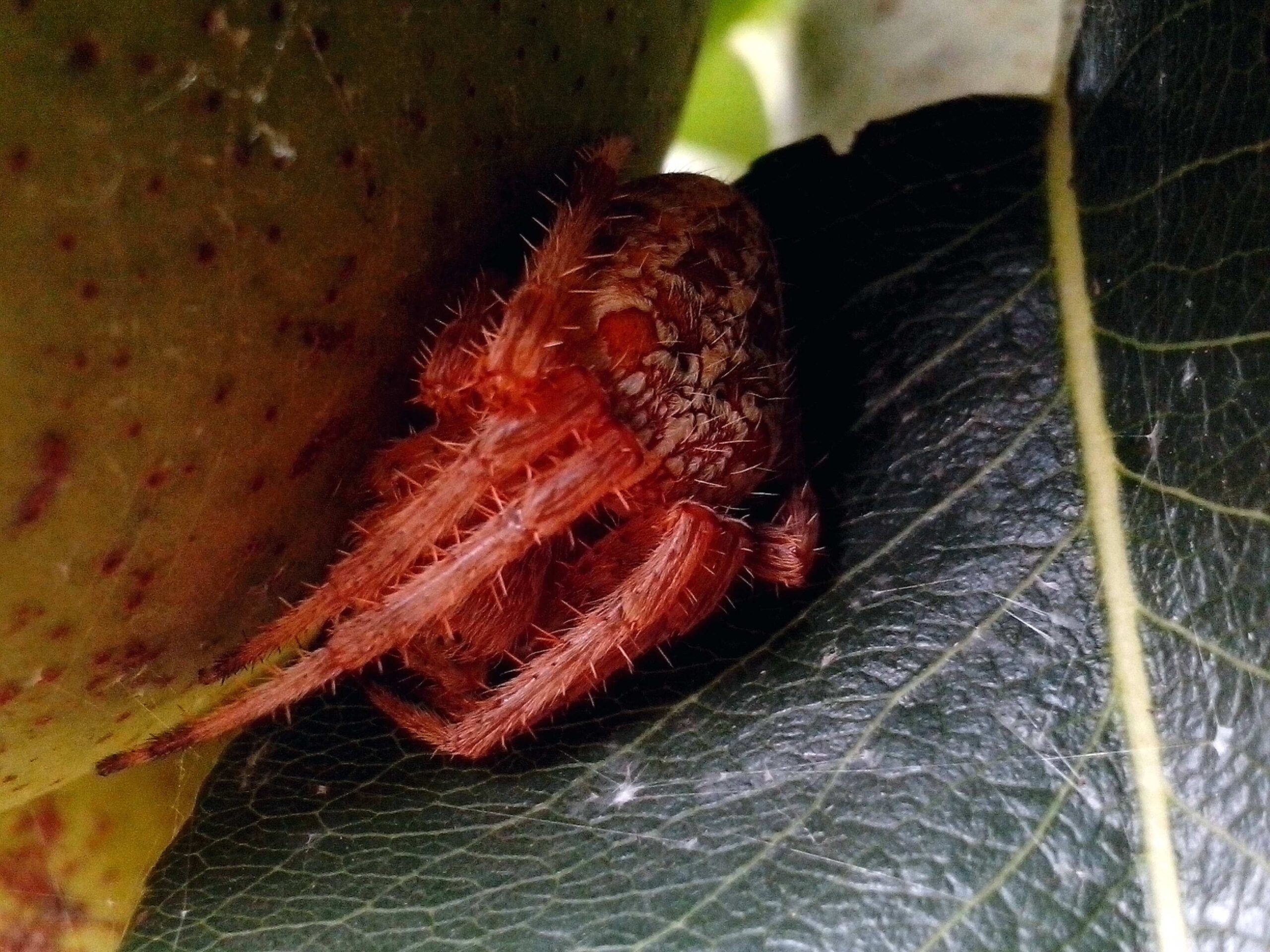 fruit spiders pictures