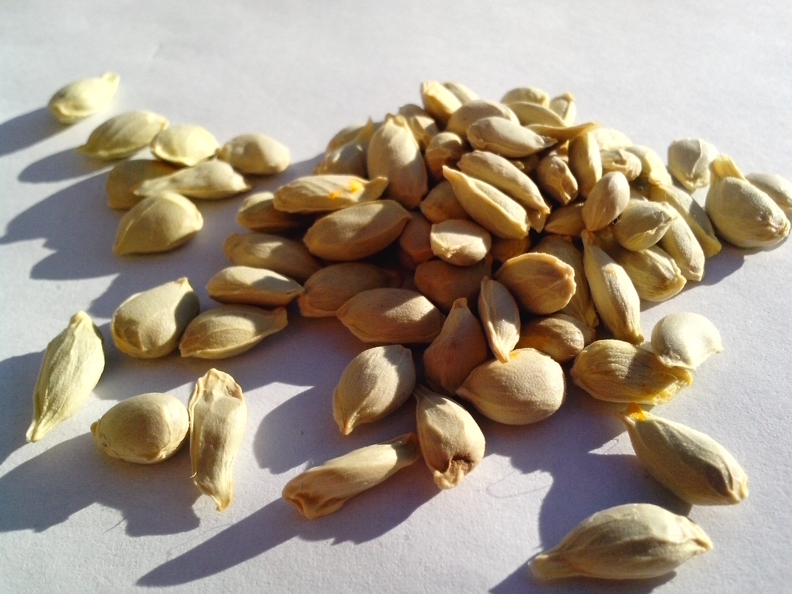 Free Picture Lemon Seed Orange Citrus Fruit Seeds
