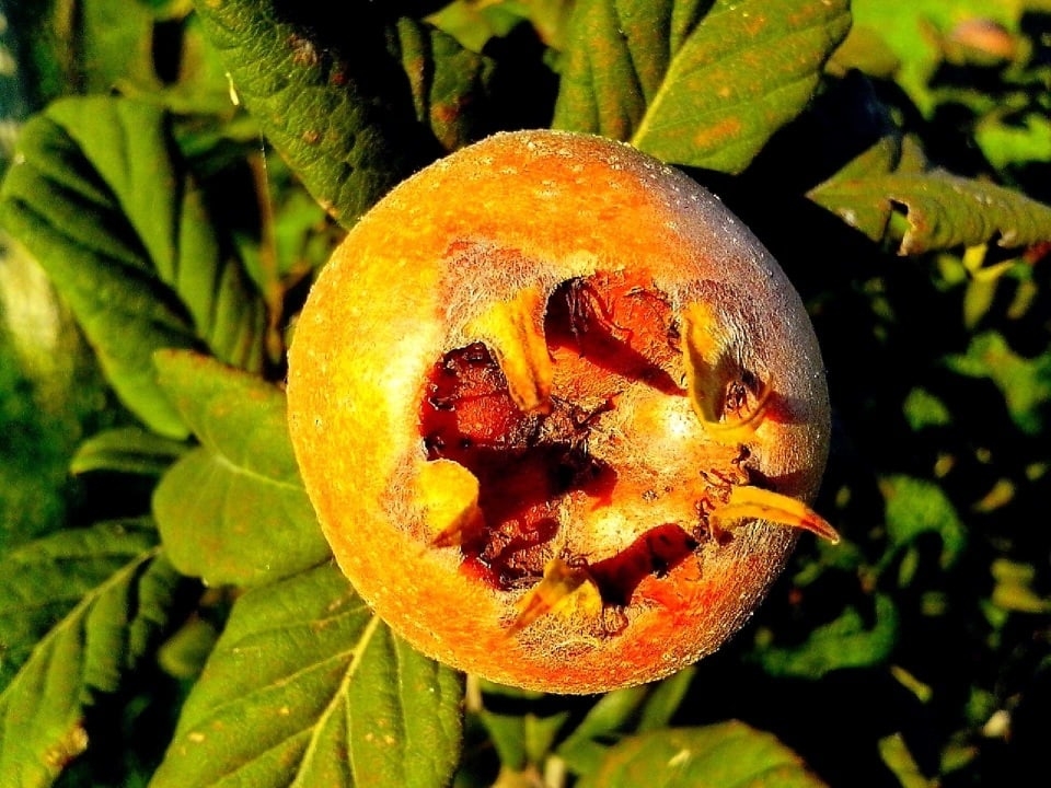Free Picture Medlar Fruit Fruit Tree Organic
