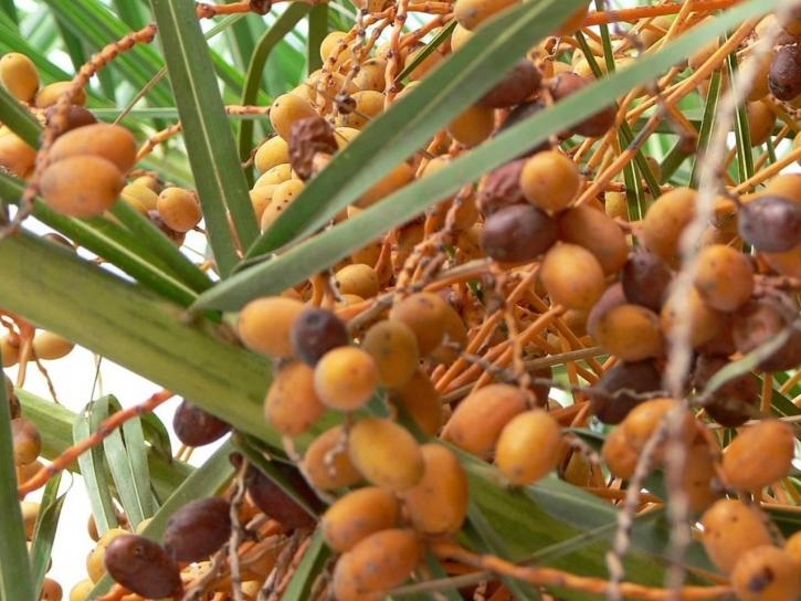 Free Picture Orange Palm Tree Fruits