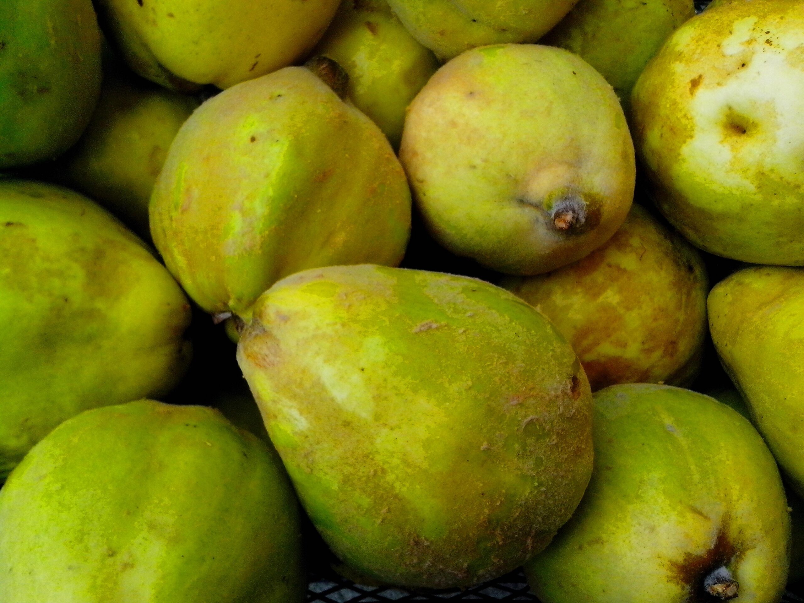 Free Picture Ripe Big Fruits Quince Fruit