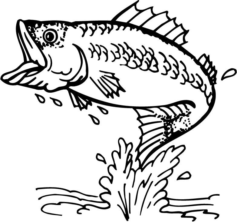 Free Printable Bass Fish Pictures Printable Pictures