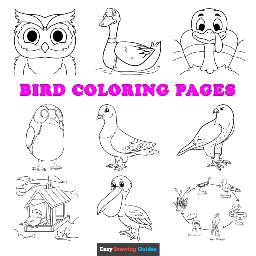 free printable birds pictures