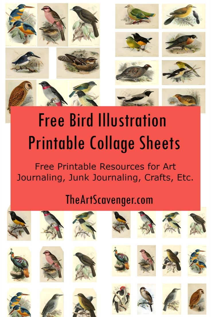 free printable bird activities