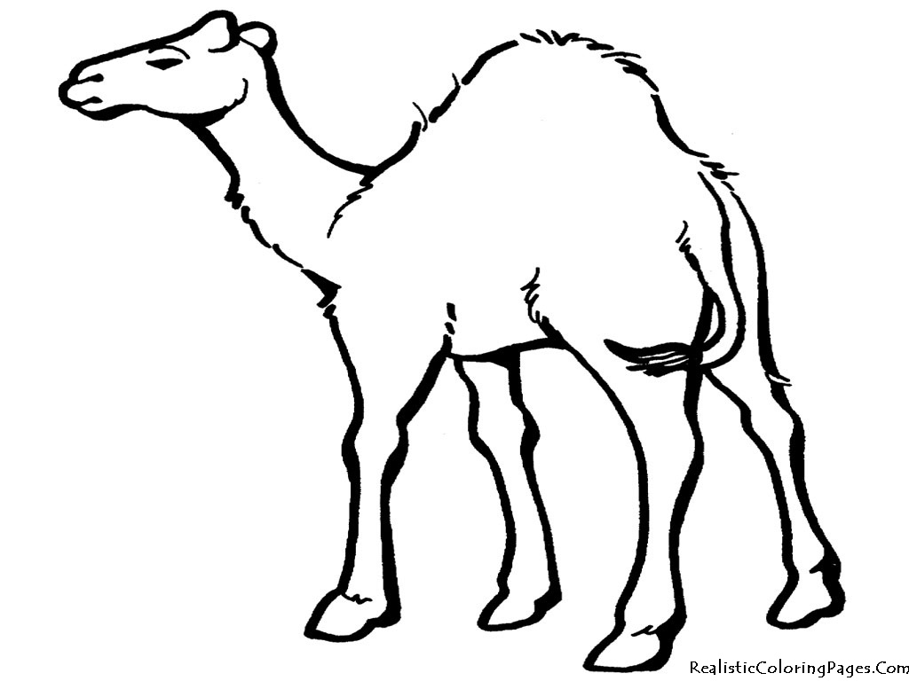 Free Printable Desert Animals Free Printable