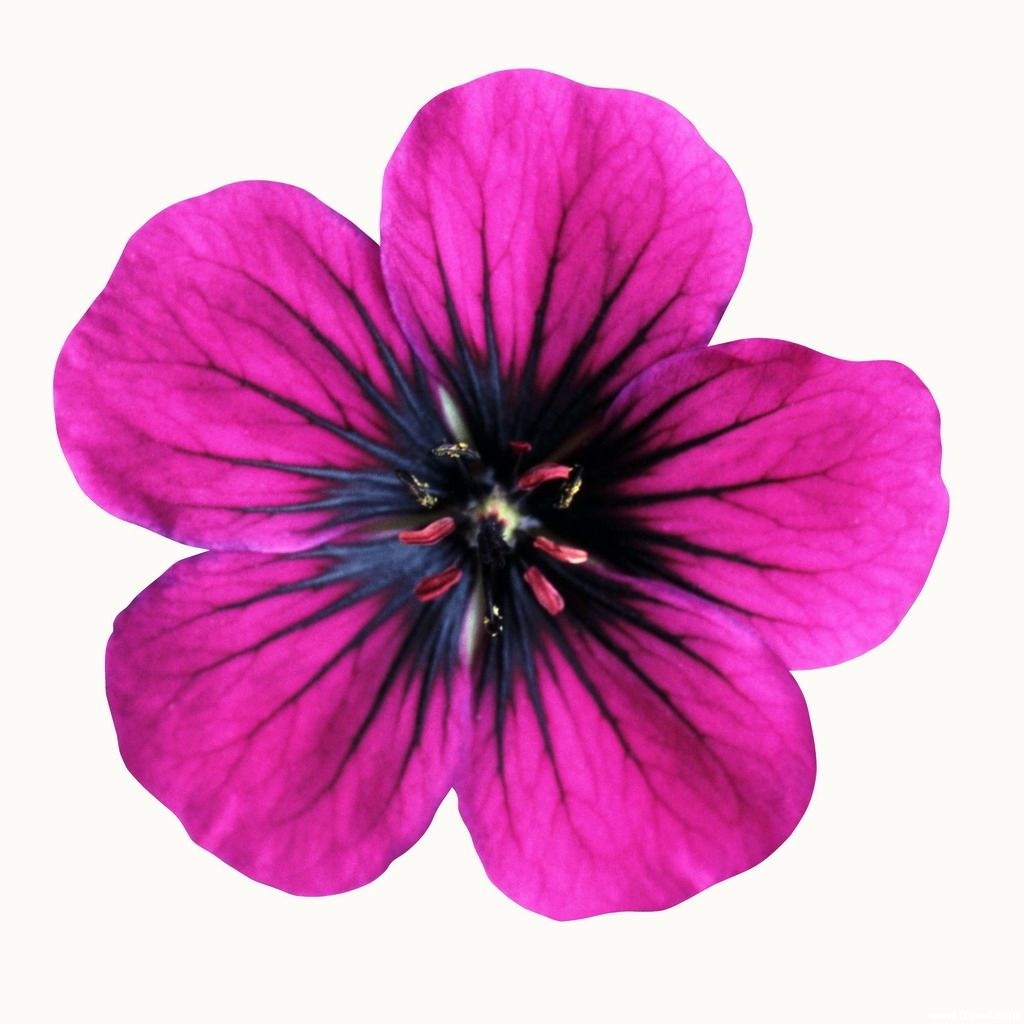 flowers printable pictures