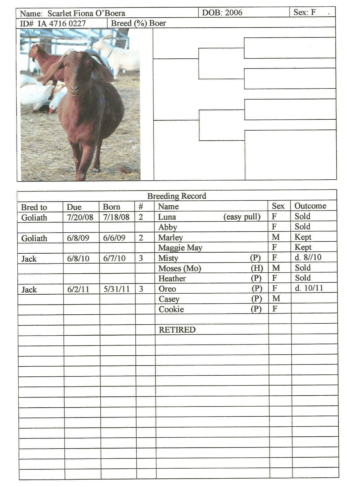 free printable goat pictures