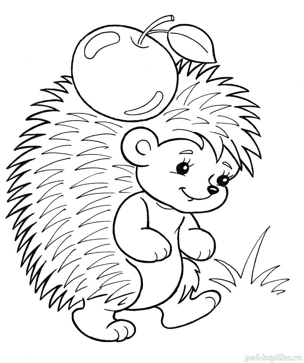 free printable hedgehog pictures