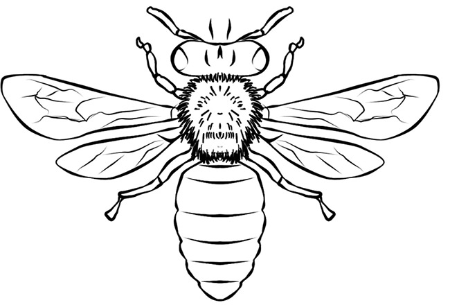 Free Printable Honey Bee Template