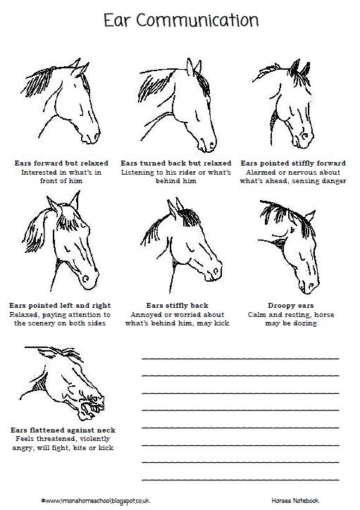 Free Printable Horse Activity Sheets