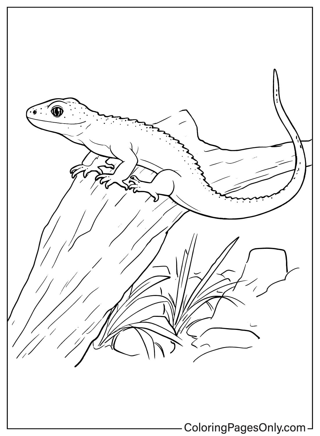 Free Printable Lizard Coloring Page Free Printable Coloring Pages