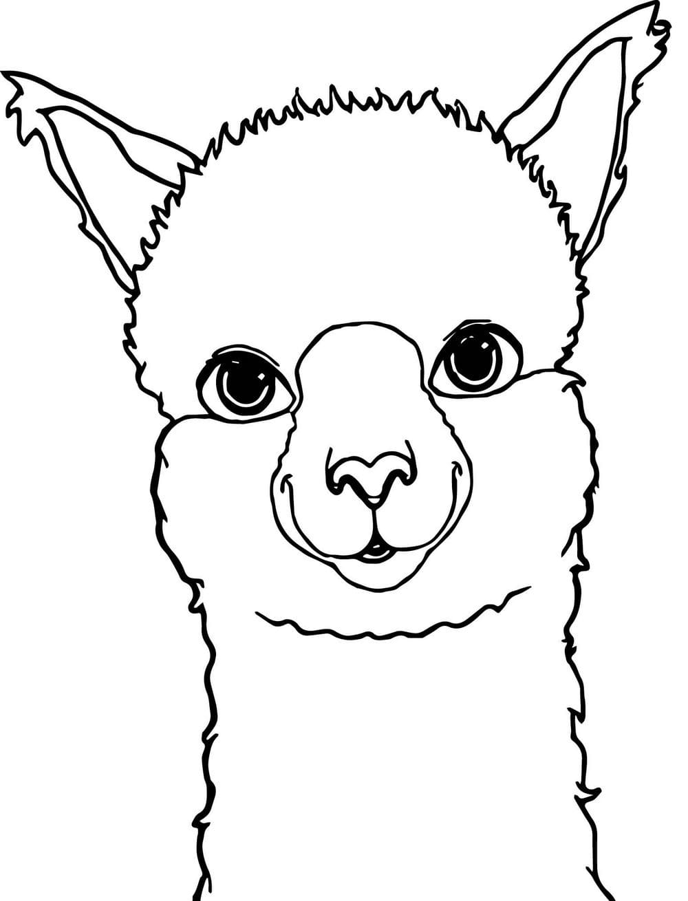 Free Printable Llama Coloring Pages Coloring Pages