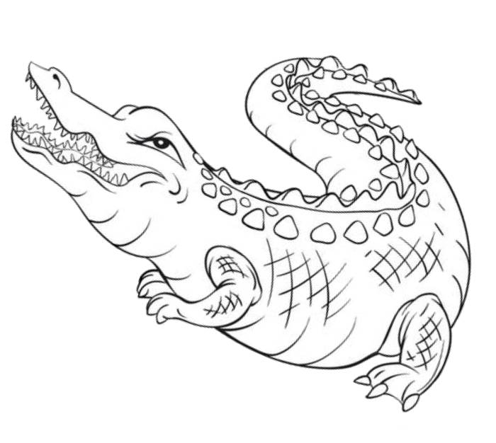 Free Printable Pictures Of Alligators