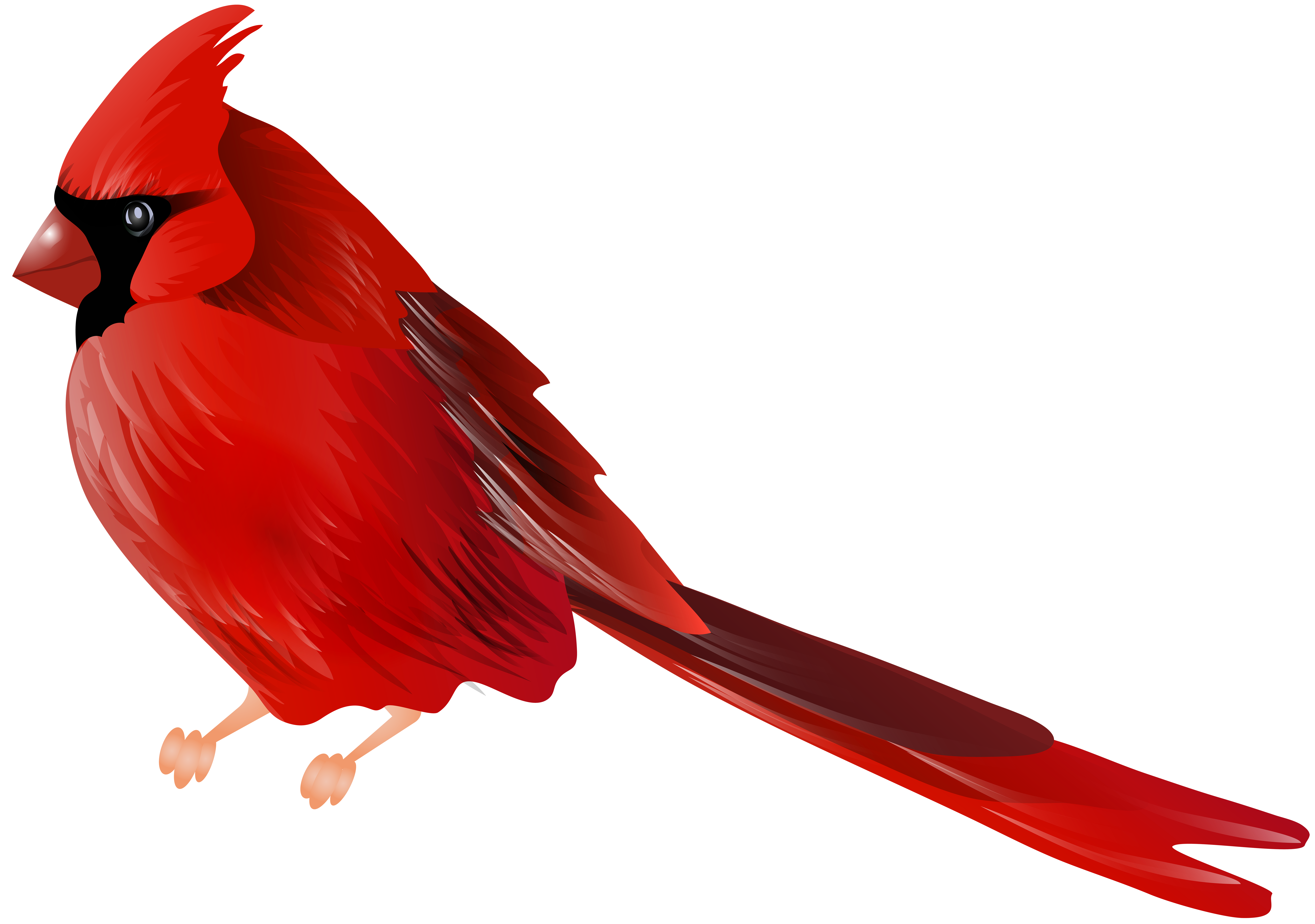 Free Printable Pictures Of Cardinal Birds Printable Templates
