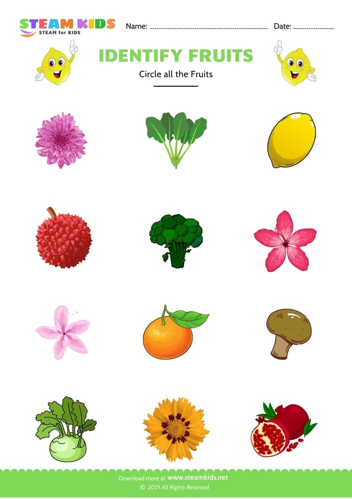 Free Science Worksheet Identify Fruit Worksheet 2 STEAM KIDS