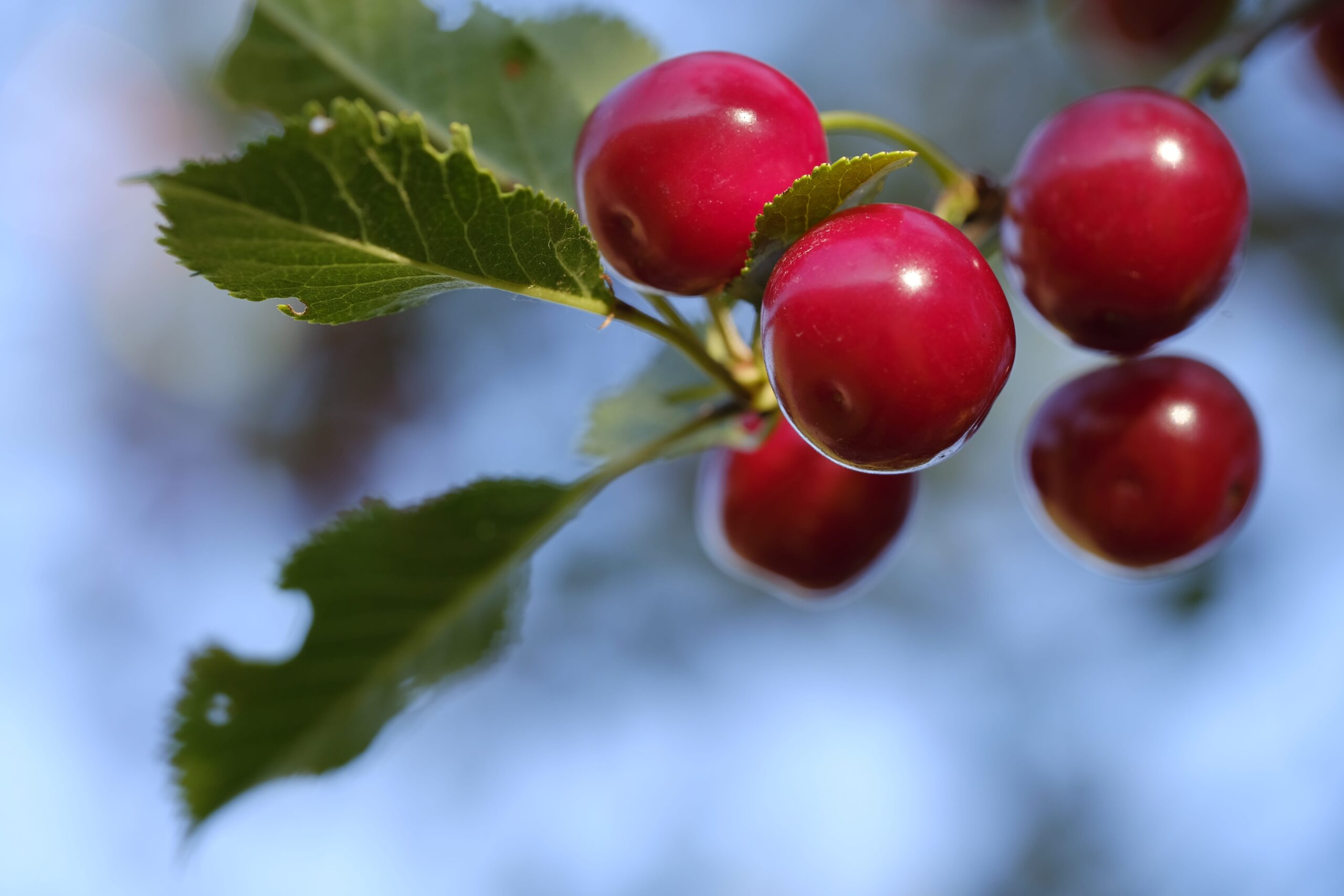 Freshness Pome Fruit Healthy Eating Cherry Tree Stone Fruit Growth 