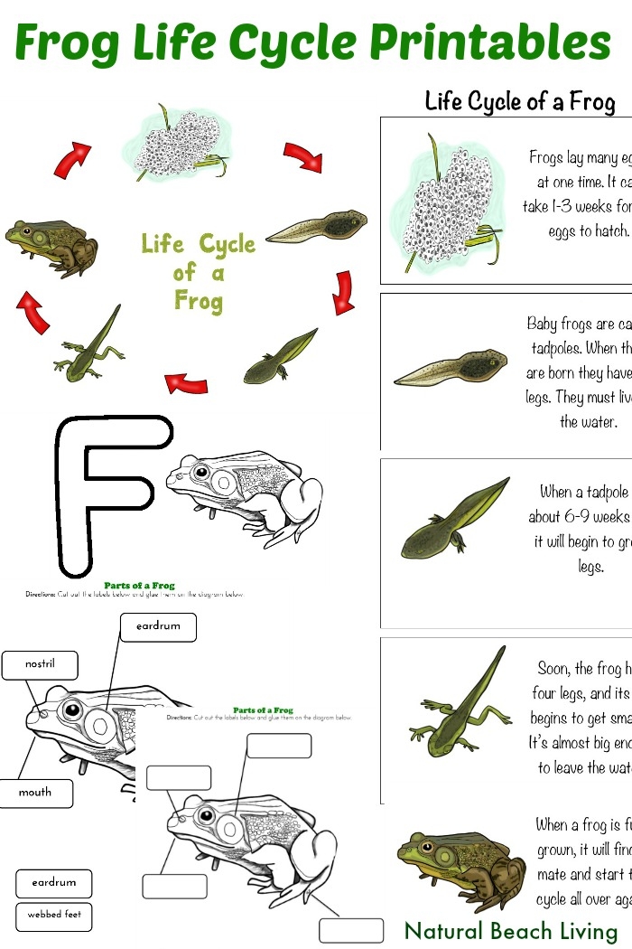 life cycle of a frog printable activities