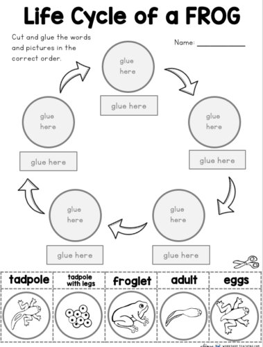 Frog Life Cycle Printable Whimsy Workshop Teaching