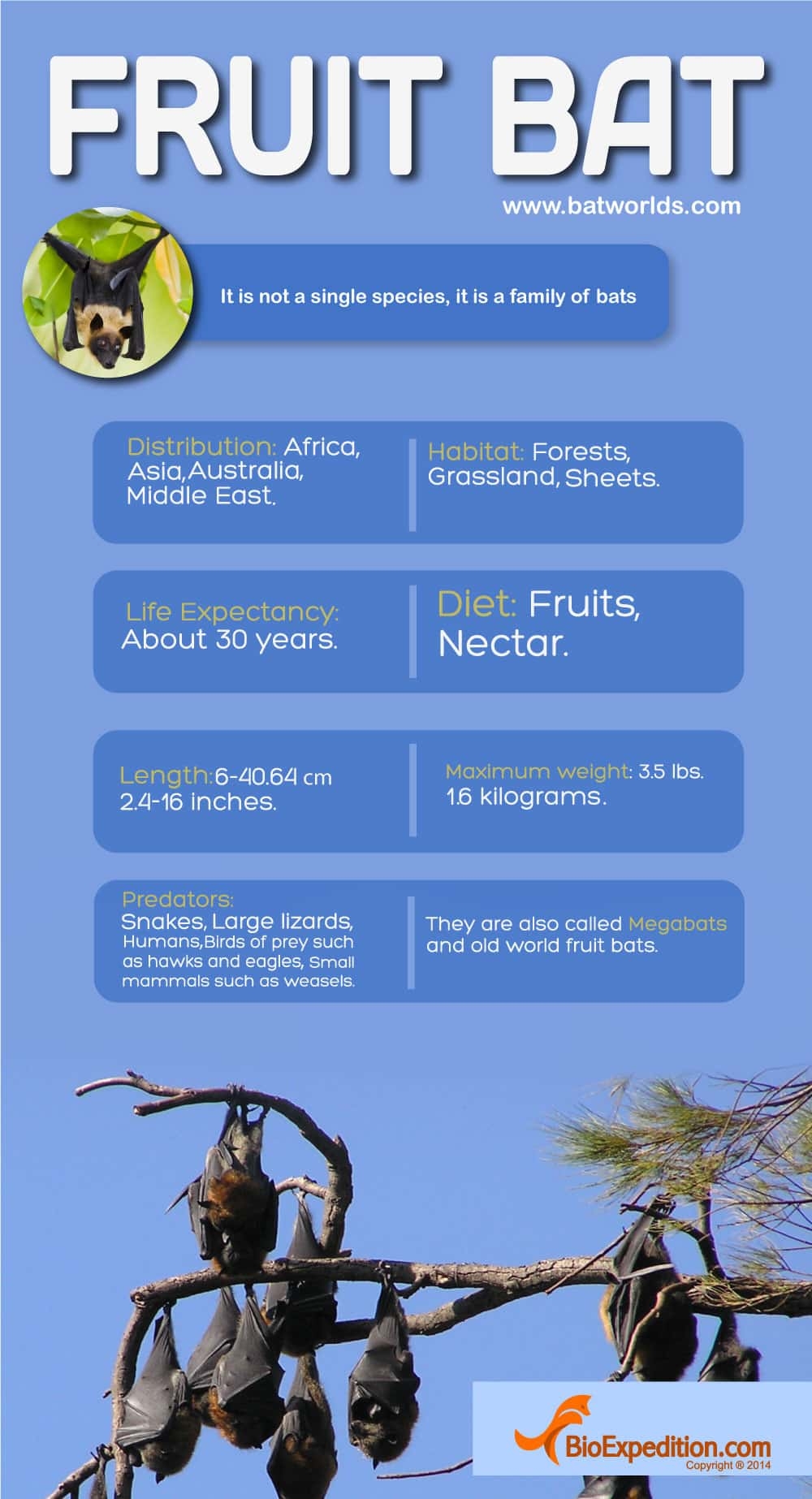 Fruit Bat Infographic