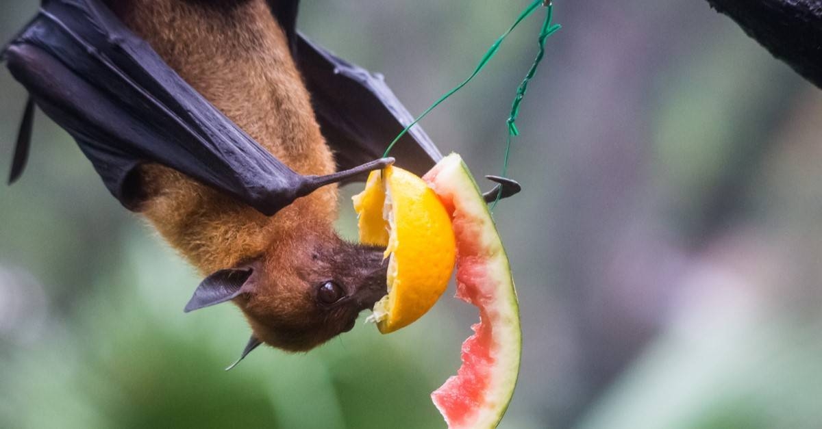 fruit bat pictures