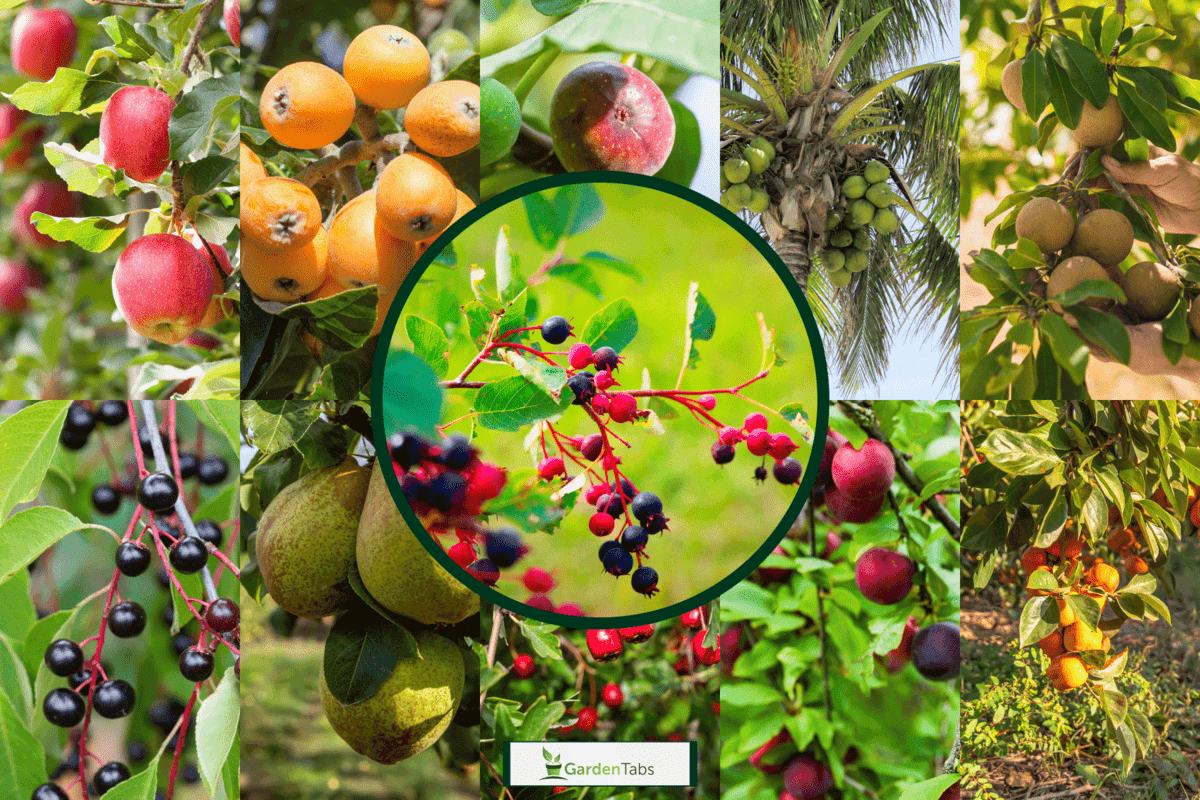 Fruit Bearing Trees With Names Discounts Tratenor es