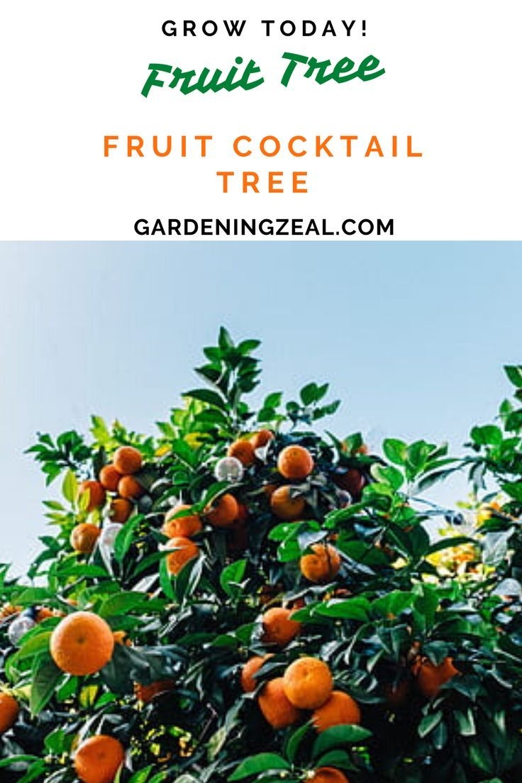 Fruit Cocktail Tree Fruit Cocktail Tree Fruit Cocktails Cocktails