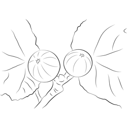 Fruit Fig Tree Coloring Pages For Kids Download Fruit Fig Tree 