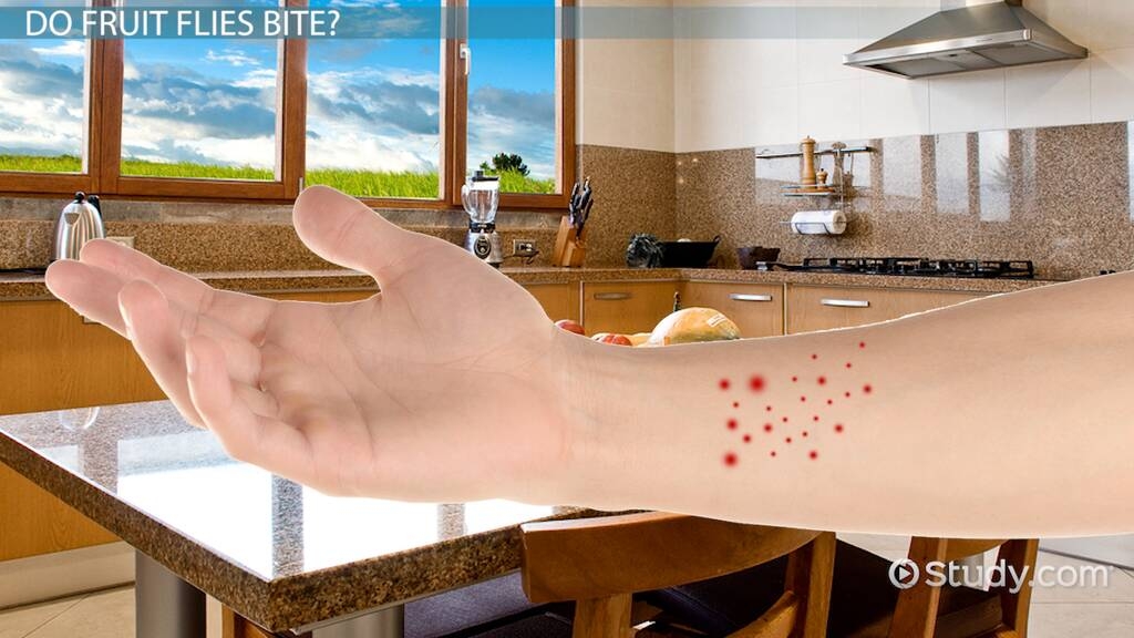 fruit fly rash pictures