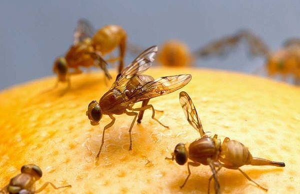 Fruit Fly Bites Sustainable Happyness