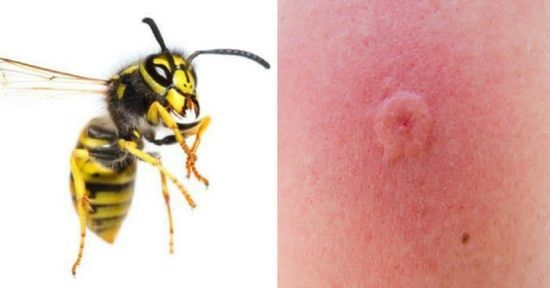 Fruit Fly Bites Sustainable Happyness
